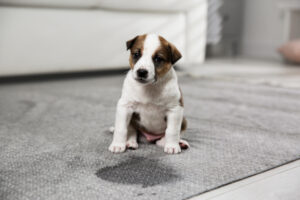 Read more about the article Leaving Your Puppy Alone? Tips You Avoid Pee Accidents & Anxiety